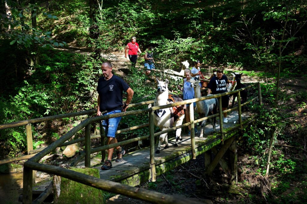 lama und Alpakas mit wanderen gehen über eine Holzbrücke