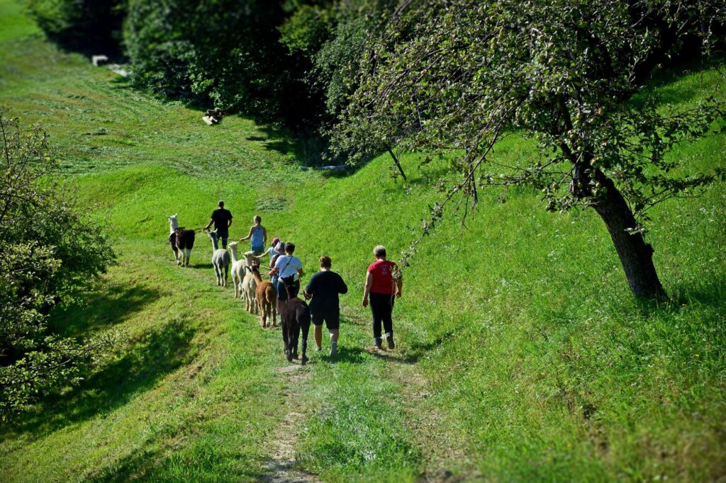 Über wald und wiesen flur wandern mit Alpakas und lama Johann