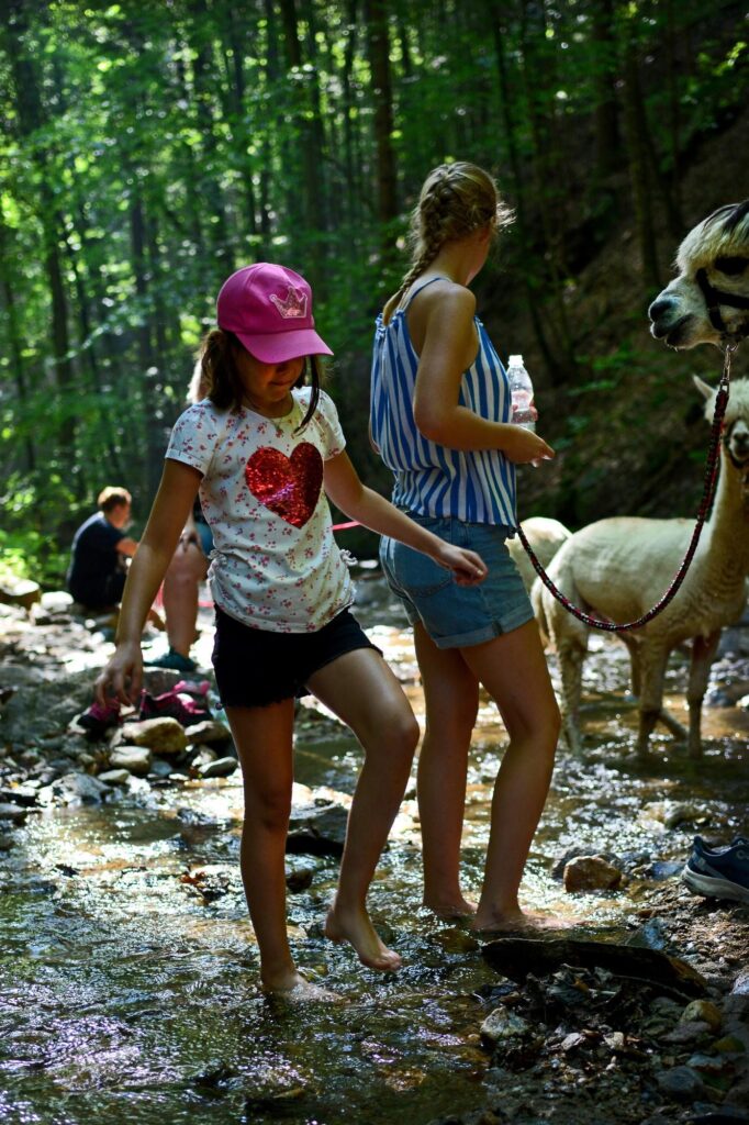 Wanderung mit Alpakas im Bach
