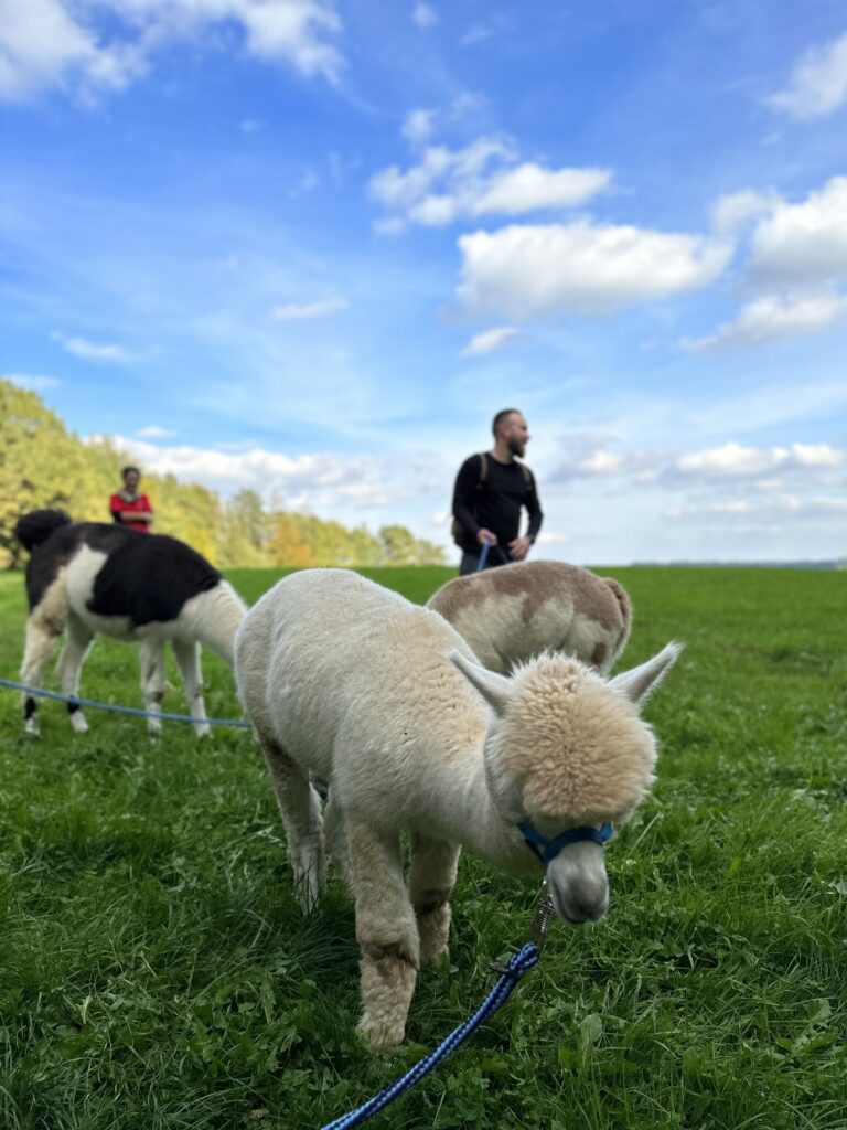Wolken Alpakas Wanderung Wiese